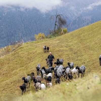 Il contadino dell'agriturismo conduce il suo gregge di animali da allevamento rari sul pascolo di montagna.