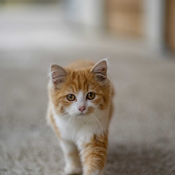 Un gatto arancione e bianco nel Bauernhof.