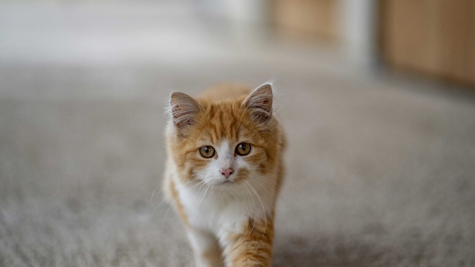 Un gatto arancione e bianco nel Bauernhof.