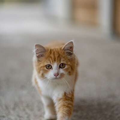 Un gatto arancione e bianco nel Bauernhof.