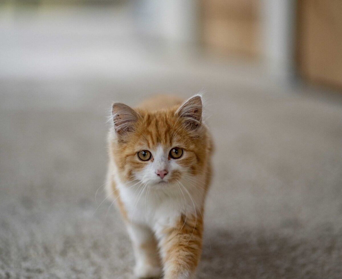 Un gatto arancione e bianco nel Bauernhof.
