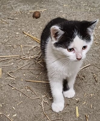 Un gattino bianco e nero nella fattoria.