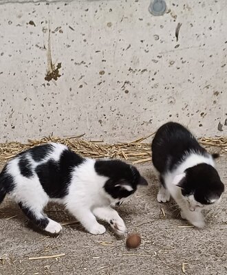 Due gattini bianchi e neri giocano nella fattoria.