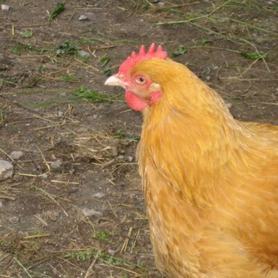 Le nostre galline