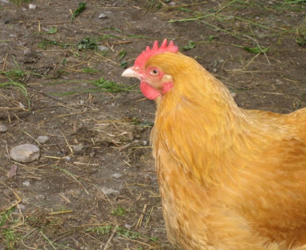 Le nostre galline