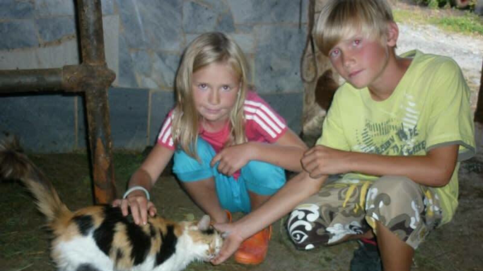 Gatti da coccolare