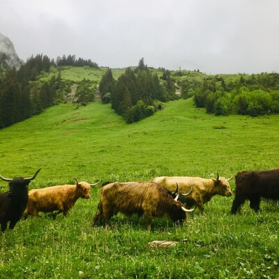 Bovini scozzesi che pascolano pacificamente sui rigogliosi e verdi prati alpini vicino agli appartamenti.