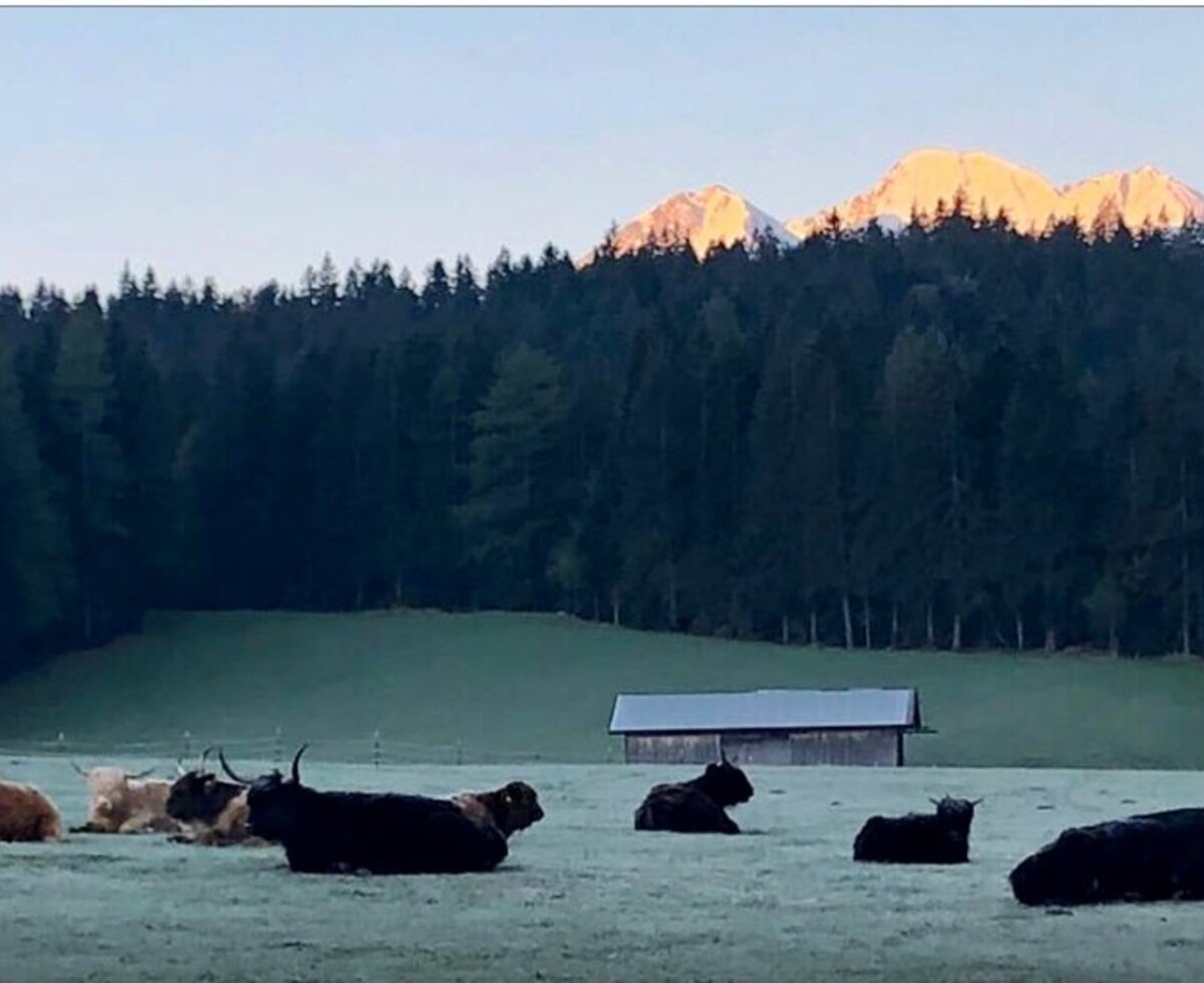 Vista idilliaca vicino agli appartamenti, con mucche scozzesi che riposano sullo sfondo di fitti boschi e vette alpine baciate dal sole.