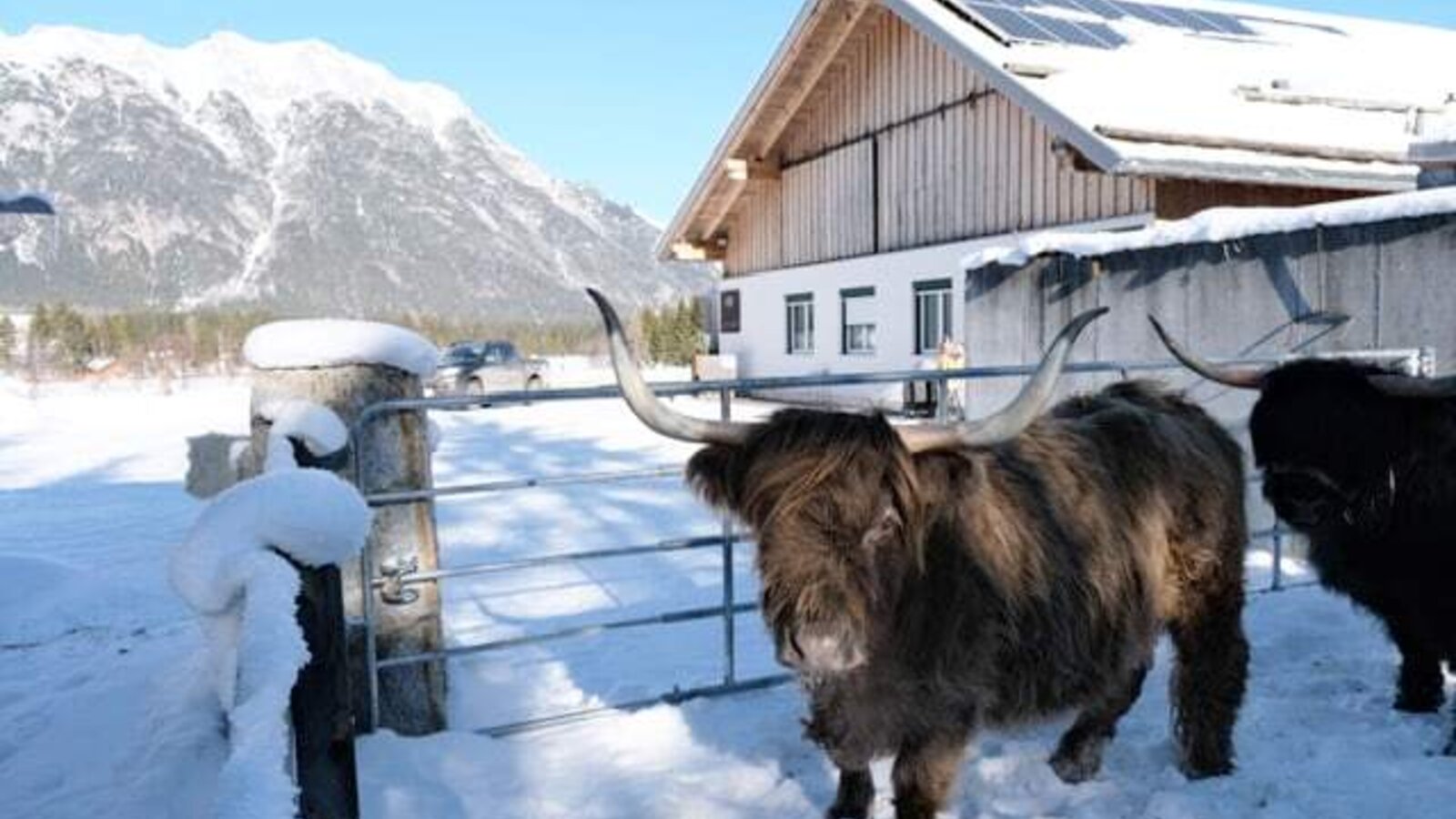 Incuriositi bovini delle Highlands nell'area esterna innevata degli appartamenti, sullo sfondo di un suggestivo panorama montano.
