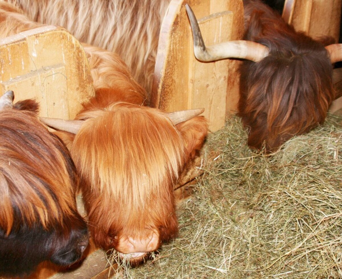 I soffici bovini scozzesi degli appartamenti mentre si nutrono nella calda stalla.