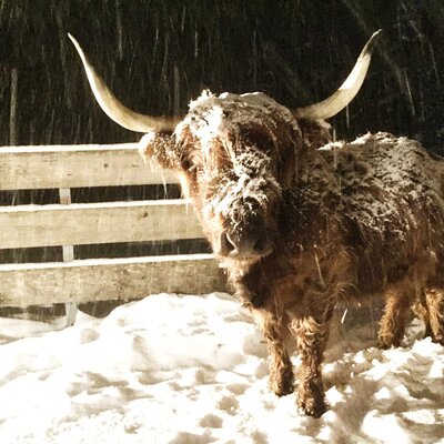 Un peloso bovino delle Highlands nella neve fresca vicino agli appartamenti.